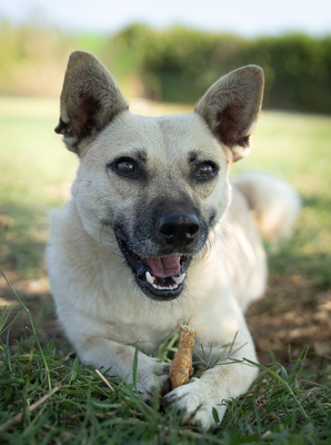 Yvette - menschenbezogen, verschmust, anhänglich, verspielt, bewegungsfreudig