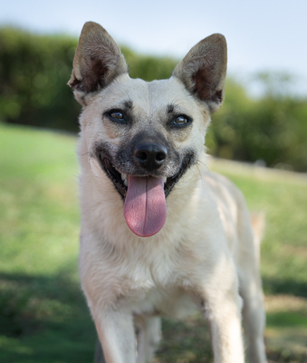 Yvette - menschenbezogen, verschmust, anhänglich, verspielt, bewegungsfreudig, Mischling (Video-Link vorhanden) - Hündin