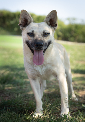 Yvette - menschenbezogen, verschmust, anhänglich, verspielt, bewegungsfreudig, Mischling (Video-Link vorhanden) - Hündin