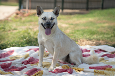Yvette - menschenbezogen, verschmust, anhänglich, verspielt, bewegungsfreudig, Mischling (Video-Link vorhanden) - Hündin