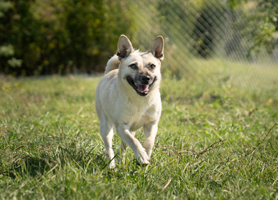 Yvette - menschenbezogen, verschmust, anhänglich, verspielt, bewegungsfreudig, Mischling (Video-Link vorhanden) - Hündin