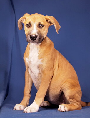 ZAFIRA - R E S E R V I E R T !!!!! äußerst liebenswert und ausgeglichen, lebhaft, neugierig, verspielt, sehr gelehrig, katzenverträglich, Mischling Welpen - Hündin