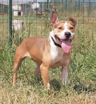 ZAFIRA - äußerst freundlich und gutmütig, temperamentvoll, aktiv, intelligent, kooperativ, American Staffordshire Terrier - Hündin