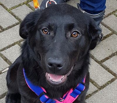 ZARA, Labrador-Mix Welpen - Hündin