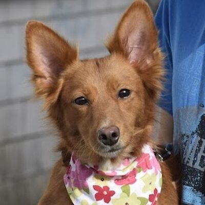 ZARA - Ubeda, Mischling - kastriert - Hündin