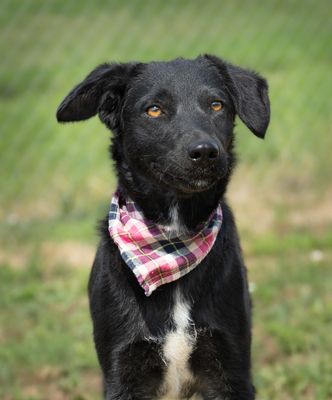 ZELDA - menschenbezogen, verschmust, verspielt, sensibel, anhänglich, unsicher, neugierig