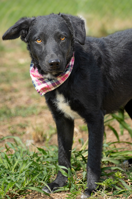 ZELDA - menschenbezogen, verschmust, verspielt, sensibel, anhänglich, unsicher, neugierig, Mischling (Video-Link vorhanden) - Hündin