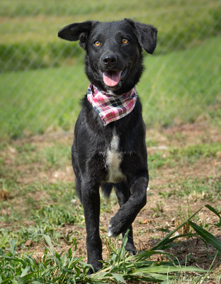 ZELDA - menschenbezogen, verschmust, verspielt, sensibel, anhänglich, unsicher, neugierig, Mischling (Video-Link vorhanden) - Hündin