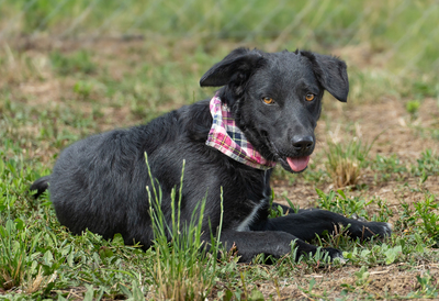 ZELDA - menschenbezogen, verschmust, verspielt, sensibel, anhänglich, unsicher, neugierig, Mischling (Video-Link vorhanden) - Hündin