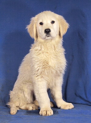 ZENO - R E S E R V I E R T !!!!! gutmütig, sehr freundlich, lebensfroh, lebhaft, verspielt, neugierig, katzenverträglich, anfangs etwas ängstlich, Golden Retriever Welpen - Rüde