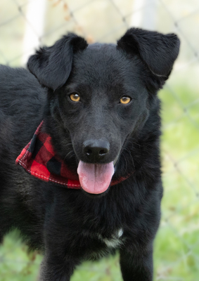 ZERO - menschenbezogen, verschmust, verspielt, sehr bewegungsfreudig, neugierig