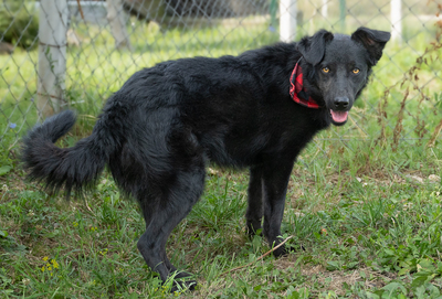 ZERO - menschenbezogen, verschmust, verspielt, sehr bewegungsfreudig, neugierig, Mischling (Video-Link vorhanden) - Rüde