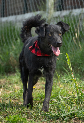 ZERO - menschenbezogen, verschmust, verspielt, sehr bewegungsfreudig, neugierig, Mischling (Video auf HP) - Rüde
