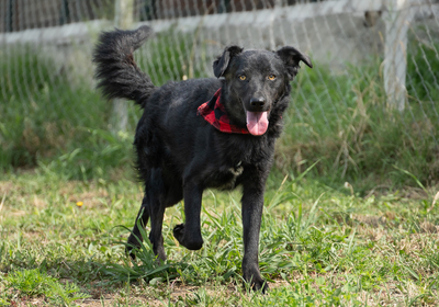 ZERO - menschenbezogen, verschmust, verspielt, sehr bewegungsfreudig, neugierig, Mischling (Video auf HP) - Rüde