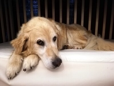 ZETA, Golden Retrievermix - Hündin