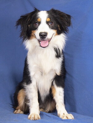 ZEUS - R E S E R V I E R T !!!!! neugierig, sehr freundlich, anhänglich, bewegungsfreudig, sehr gelehrig, katzenverträglich, anfangs schüchtern, Mini Australian Shepherd - Rüde