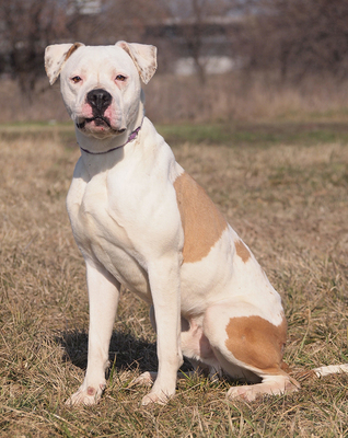 ZEUS - sehr freundlich, offenes Wesen, lebenslustig, bewegungsfreudig, intelligent, nicht zu Katzen, Boxer Mischling - Rüde