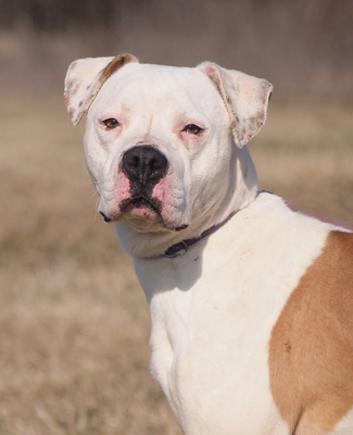 ZEUS - sehr freundlich, offenes Wesen, lebenslustig, bewegungsfreudig, intelligent, nicht zu Katzen, Boxer Mischling - Rüde