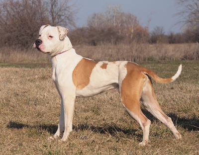ZEUS - sehr freundlich, offenes Wesen, lebenslustig, bewegungsfreudig, intelligent, nicht zu Katzen, Boxer Mischling - Rüde