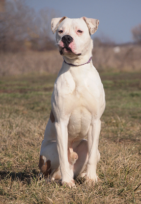 ZEUS - sehr freundlich, offenes Wesen, lebenslustig, bewegungsfreudig, intelligent, nicht zu Katzen, Boxer Mischling - Rüde
