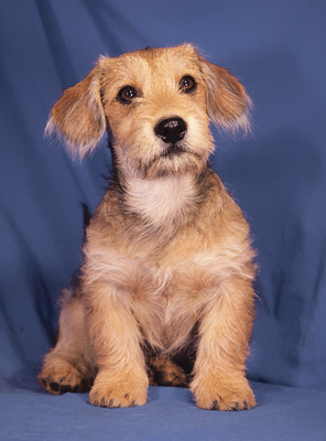 ZIGGY - R E S E R V I E R T !!!!! menschenbezogen, sehr lieb, verschmust, lebhaft, verspielt, gelehrig, katzenverträglich, Rauhaardackel Mischling Welpen - Rüde