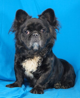 ZIGGY - sehr freundlich, verschmust, interessiert, aufgeweckt, fröhlich, gelehrig, als Zweithund zu einer Hündin