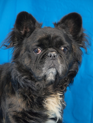 ZIGGY - sehr freundlich, verschmust, interessiert, aufgeweckt, fröhlich, gelehrig, als Zweithund zu einer Hündin, Französische Bulldogge Mischling - Rüde