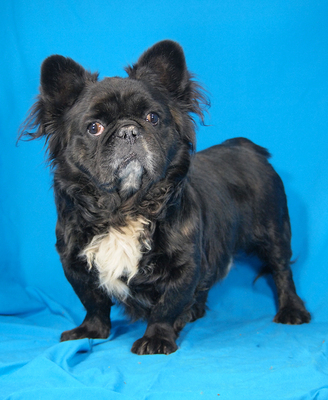 ZIGGY - sehr freundlich, verschmust, interessiert, aufgeweckt, fröhlich, gelehrig, als Zweithund zu einer Hündin, Französische Bulldogge Mischling - Rüde