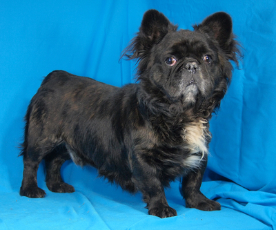 ZIGGY - sehr freundlich, verschmust, interessiert, aufgeweckt, fröhlich, gelehrig, als Zweithund zu einer Hündin, Französische Bulldogge Mischling - Rüde