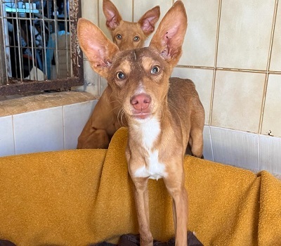 ZIMT, Podenco Andaluz - Rüde