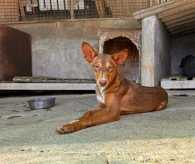 ZIMT, Podenco Andaluz - Rüde