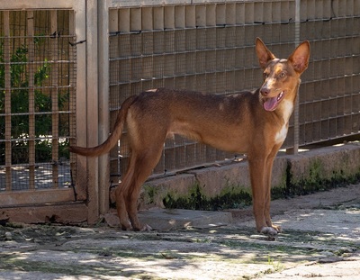 ZIMT, Podenco Andaluz - Rüde