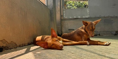 ZIMT, Podenco Andaluz - Rüde