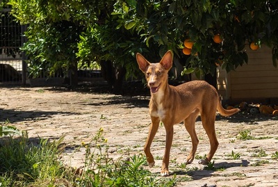 ZIMT, Podenco Andaluz - Rüde