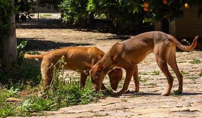 ZIMT, Podenco Andaluz - Rüde