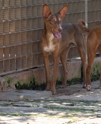 ZIMT, Podenco Andaluz - Rüde