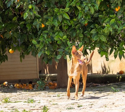 ZIMT, Podenco Andaluz - Rüde