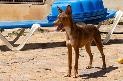 ZIMT, Podenco Andaluz - Rüde