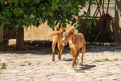 ZIMT, Podenco Andaluz - Rüde