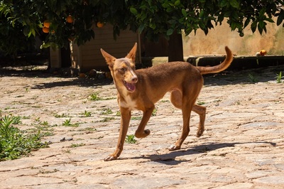 ZIMT, Podenco Andaluz - Rüde