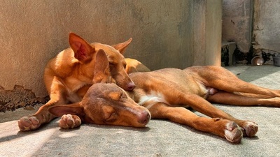 ZIMT, Podenco Andaluz - Rüde