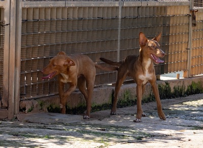 ZIMT, Podenco Andaluz - Rüde