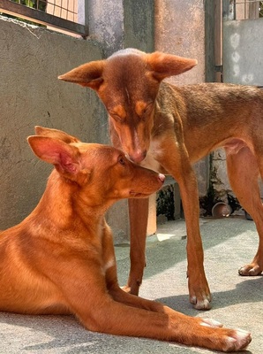 ZIMT, Podenco Andaluz - Rüde