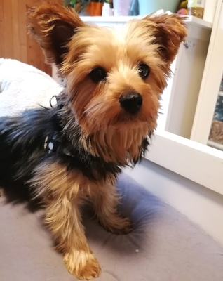 ZLORIANA Yorkiemixhündin, Yorkiemix - Hündin