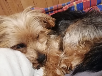 ZLORIANA Yorkiemixhündin, Yorkiemix - Hündin