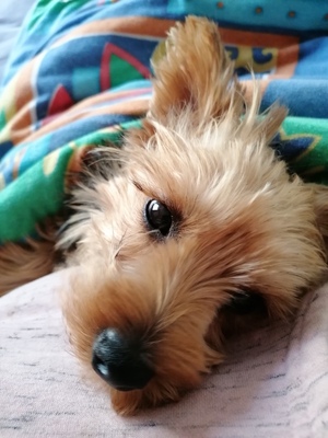 ZLORIANA Yorkiemixhündin, Yorkiemix - Hündin