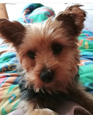 ZLORIANA Yorkiemixhündin, Yorkiemix - Hündin
