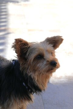 ZLORIANA Yorkiemixhündin, Yorkiemix - Hündin