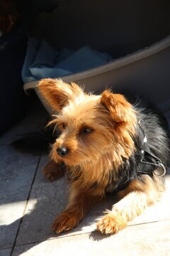 ZLORIANA Yorkiemixhündin, Yorkiemix - Hündin
