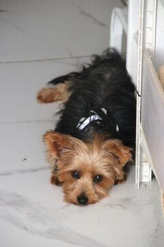 ZLORIANA Yorkiemixhündin, Yorkiemix - Hündin